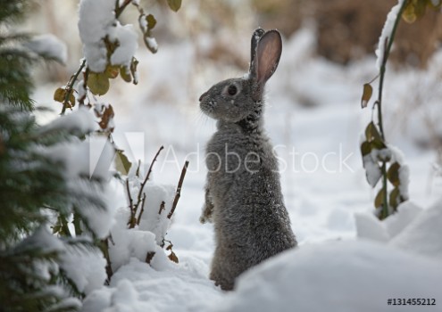 Picture of snow rabbit hare winter